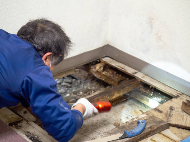 Best Black Mold Remediation in Avon, IN