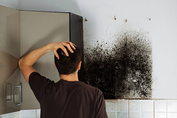 Best Emergency Mold Remediation in Avon, IN